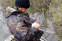 В Нижегородской области спасли чайку из браконьерских сетей