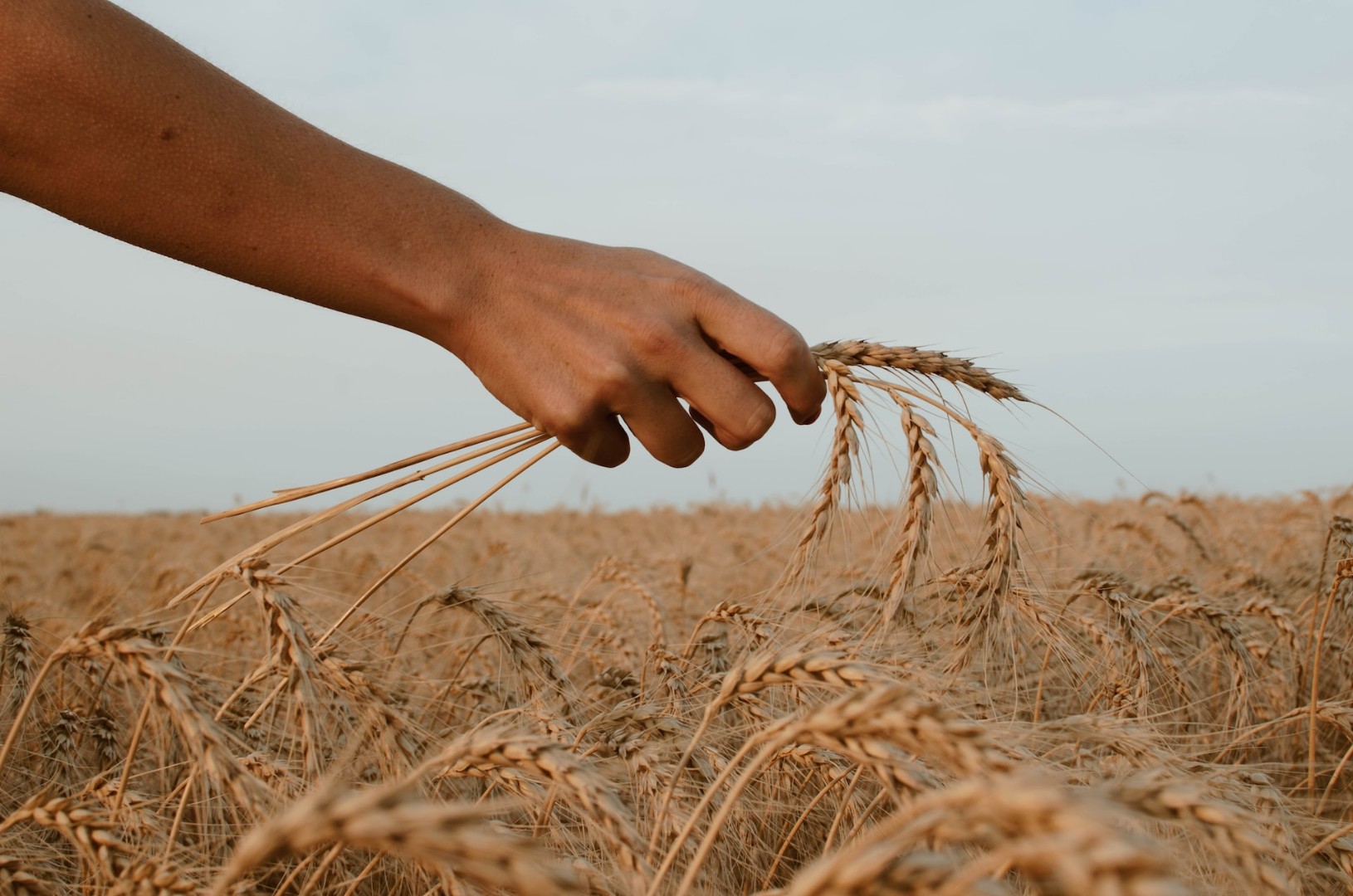 Ученые исследовали эффективность биохимикатов на озимой пшенице