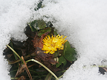 В Арктике обнаружили оазисы ромашек и одуванчиков