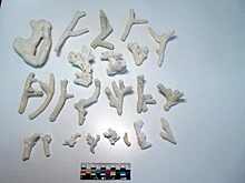 Россыпь из 23 кораллов нашли в багаже туриста из ОАЭ в Новосибирске