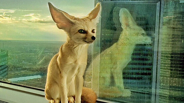 Эксперты о содержании экзотических животных дома