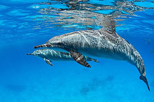 Учёные: дельфины могут лечить сами себя