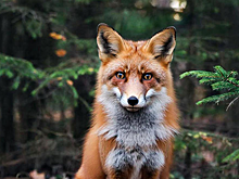 В многоэтажке под Новосибирском обнаружен вирус бешенства