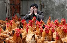 В Японии из-за птичьего гриппа ликвидировали 92 тысячи кур