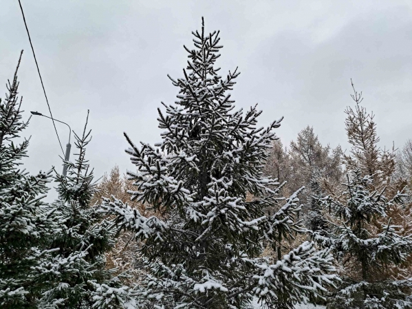 Где сдать новогоднюю елку в Казани: с 13 января откроется 18 пунктов приема