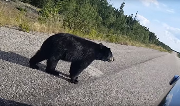 Медведь отказался общаться с водителем