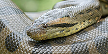 Ученые открыли новый вид крупнейших в мире змей