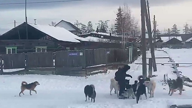 В Якутии бездомные псы окружили и едва не напали ребенка