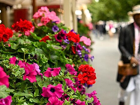 На улицах Москвы благодаря столичному бизнесу появились цветущие оазисы