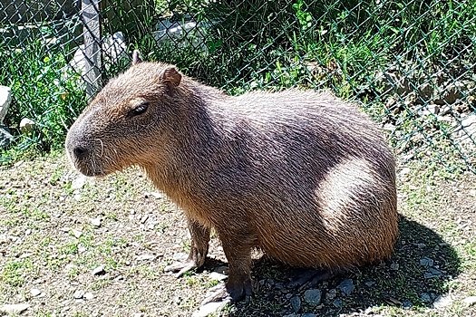 Настоящий антистресс: Где в Сочи можно пообщаться с капибарами