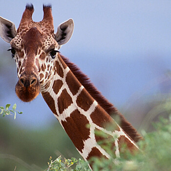 Ученые выяснили, почему у жирафов длинная шея