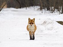 Эксперт Кунафин: более 20 видов диких животных проявляют активность в Москве зимой