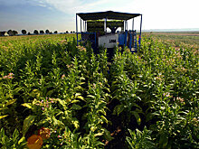 Шесть тонн табака с гектара, или О надеждах габалинских фермеров