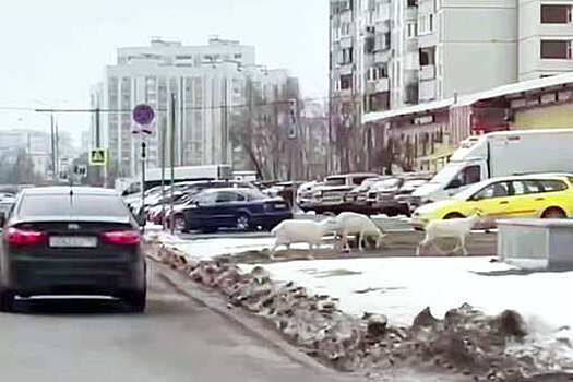 В Москве на видео попало, как козы переходили дорогу в неположенном месте