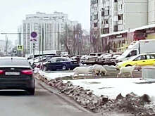 В Москве на видео попало, как козы переходили дорогу в неположенном месте