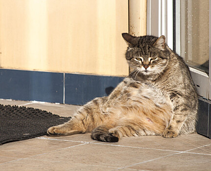 Доказано существование гена, отвечающего за лень