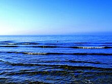 Самые опасные обитатели Балтийского моря