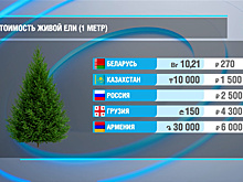 Сколько стоит новогодняя елка в странах СНГ и в Грузии?