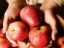 Медики объяснили, почему нужно обязательно есть яблоки
