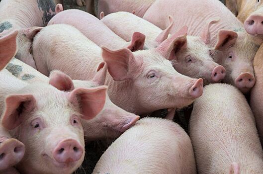 В Саратовской области построят крупный свинокомплекс