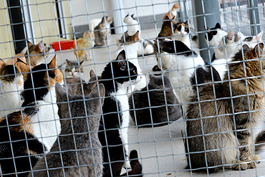 Руководители благотворительного фонда изнасиловали волонтера из-за умершего кота