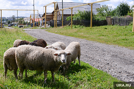 Фермер из Кизильского района скрыл от ветеринаров 117 овец