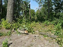 В 2021 году в Татарстане оздоровят более 5,8 тыс. гектаров леса