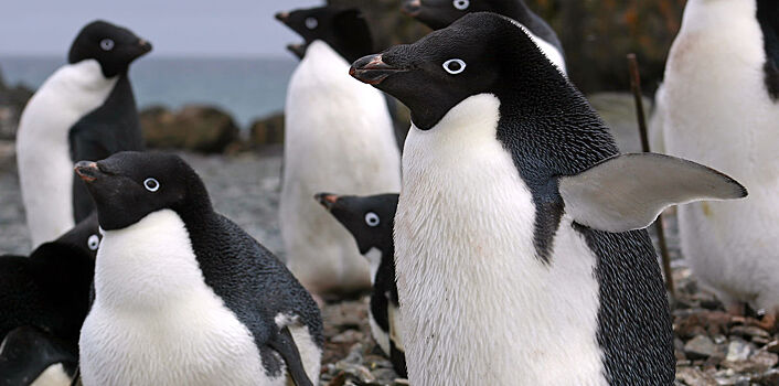 Эксперт: пингвинам Адели в Антарктиде грозит вымирание