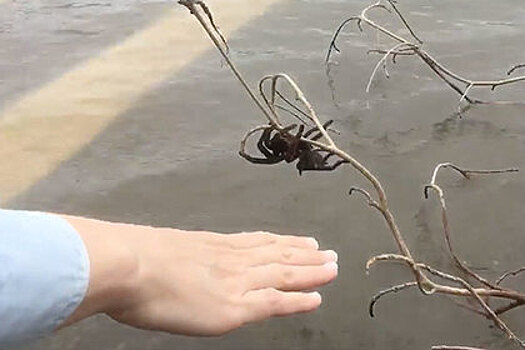 Австралийка бросилась в воду ради спасения паука