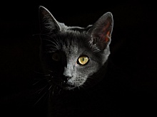 В библиотеке Рязанского расскажут о кошках