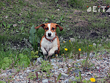 Новые требования для владельцев домашних животных вводят в России