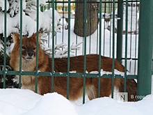 Премию за отстрел волков в Нижегородской области могут увеличить в семь раз