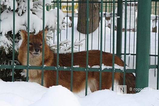 Премию за отстрел волков в Нижегородской области могут увеличить в семь раз