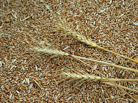 Партию зараженной пшеницы оставят в Саратовской области
