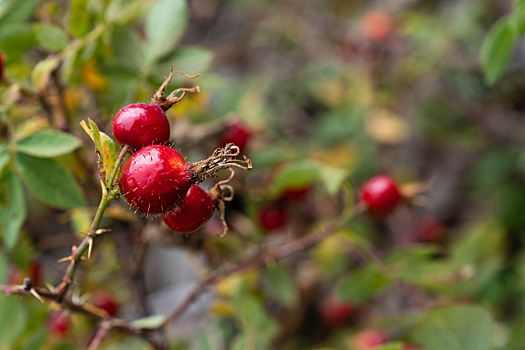 Названа скрытая польза шиповника