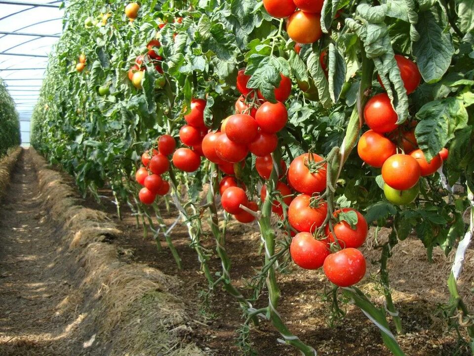 Фермерский союз в Великобритании назвал «верхушкой айсберга» нехватку овощей в стране