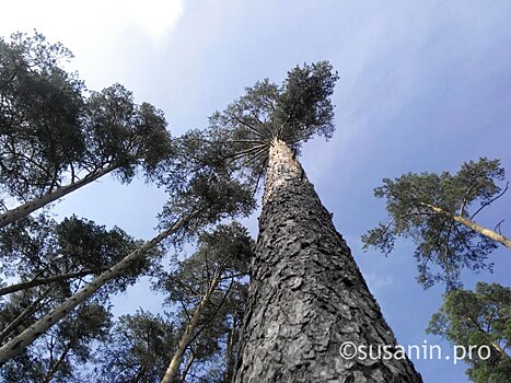 Контроль за использованием леса ужесточили в Удмуртии