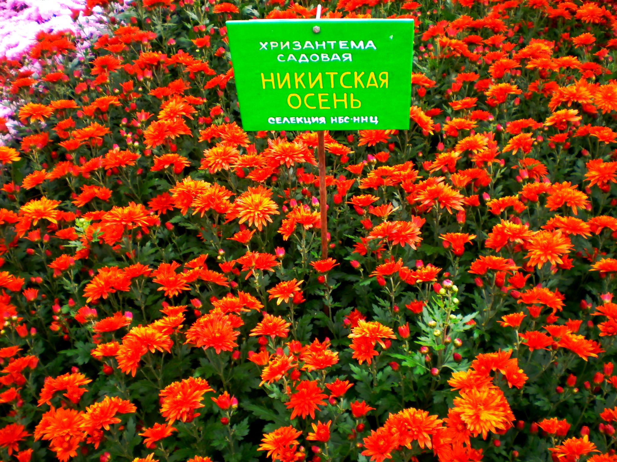 Никитский ботанический сад