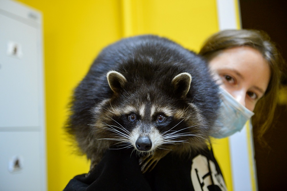 В Петербурге поддержали предложение о легализации зооклубов и котокафе