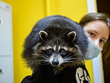 В Петербурге поддержали предложение о легализации зооклубов и котокафе