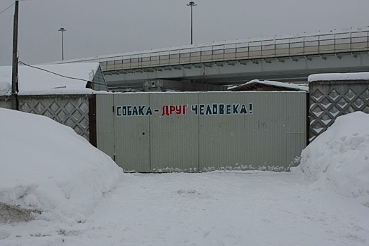 В Поморье суд встал на защиту брошенных животных