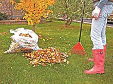 Багрец и золото для сада-огорода: как использовать опавшие листья