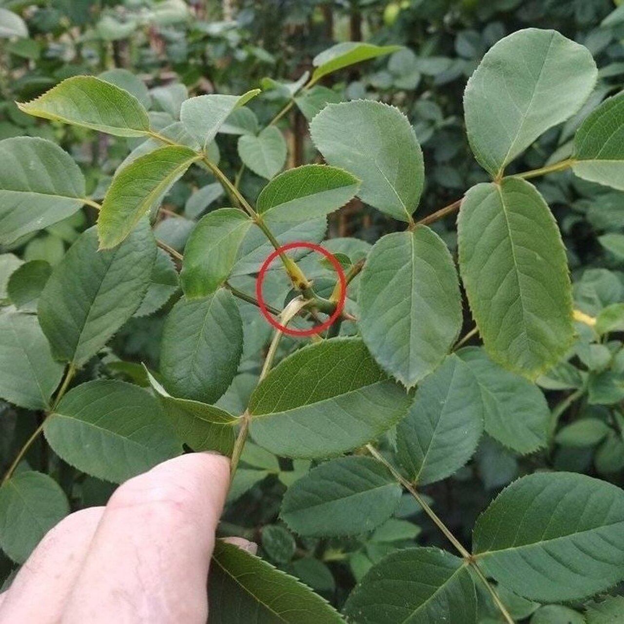 Слепой побег у розы. Базальные и слепые побеги у роз. Слепой побег у розы. Слепые густые побеги на розах после зимы. Слепые побеги на розах.