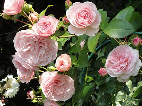 Топ-10 роз с цветками, как у остинок. И эту красоту реально вырастить в своем саду!