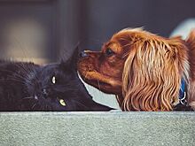 Роспотребнадзор: жара может повлиять на количество блох