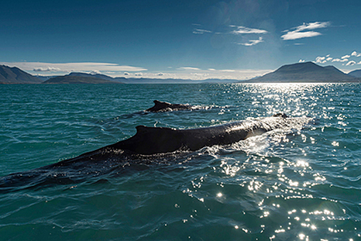 Опровергнута эволюционная гипотеза Дарвина