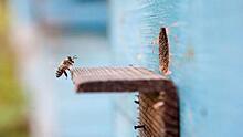 Проигравшие в битве за урожай. Что стало причиной массовой гибели пчел в российских регионах