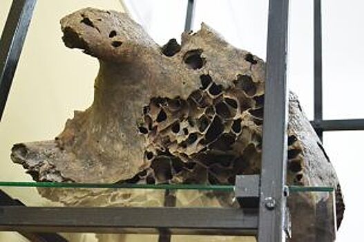 Новое скопление костей динозавров и мамонтов обнаружено в Красноярском крае
