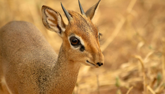 Жалаңаш әйелдердің бейнелері