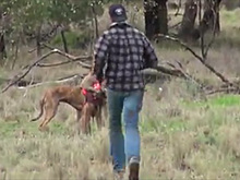 Ударившего кенгуру по морде сотрудника зоопарка не уволят